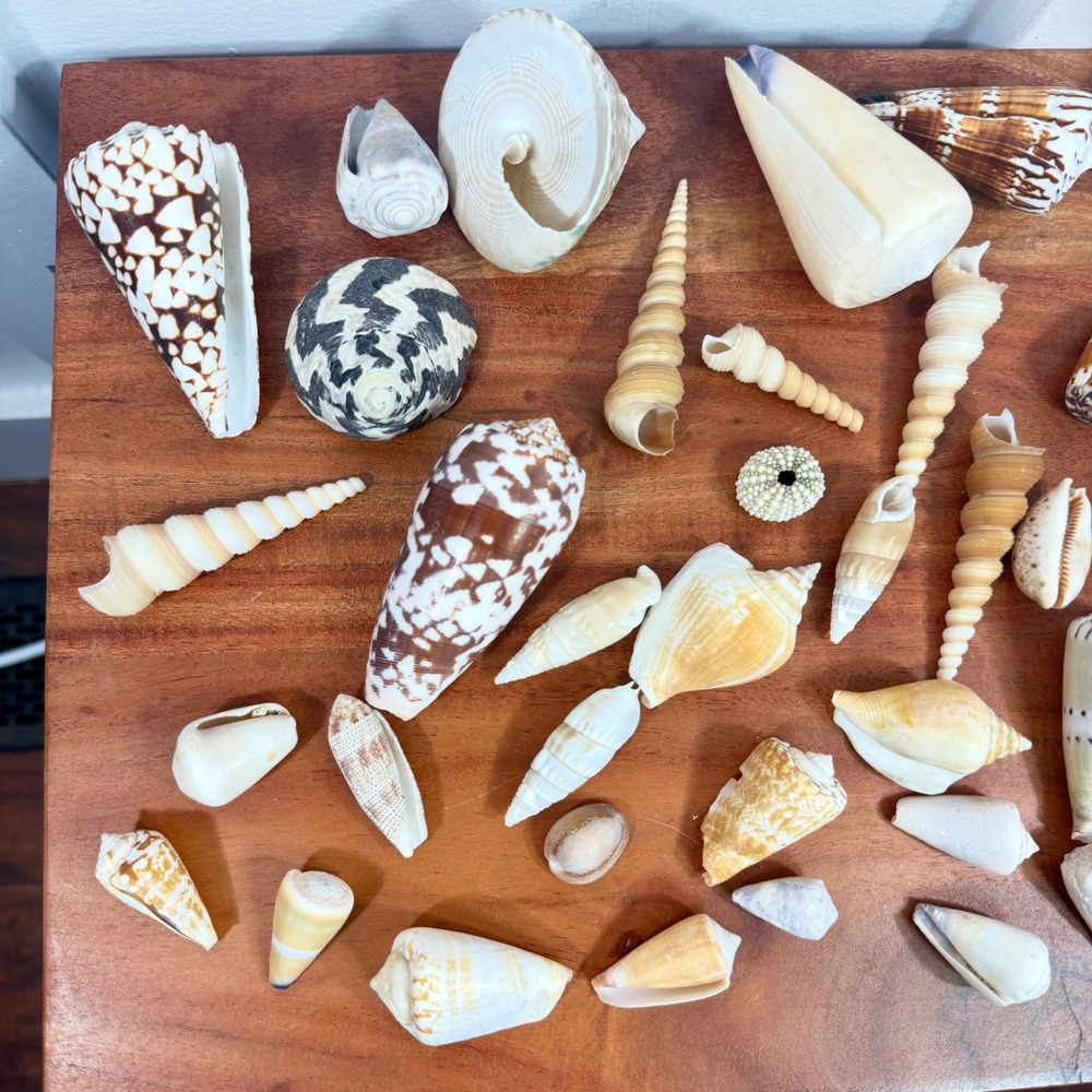 Natural Sea Shell Collection Assorted Lot Cone Cowrie Auger Specimen Decor 51 Pc - Picture 3 of 13